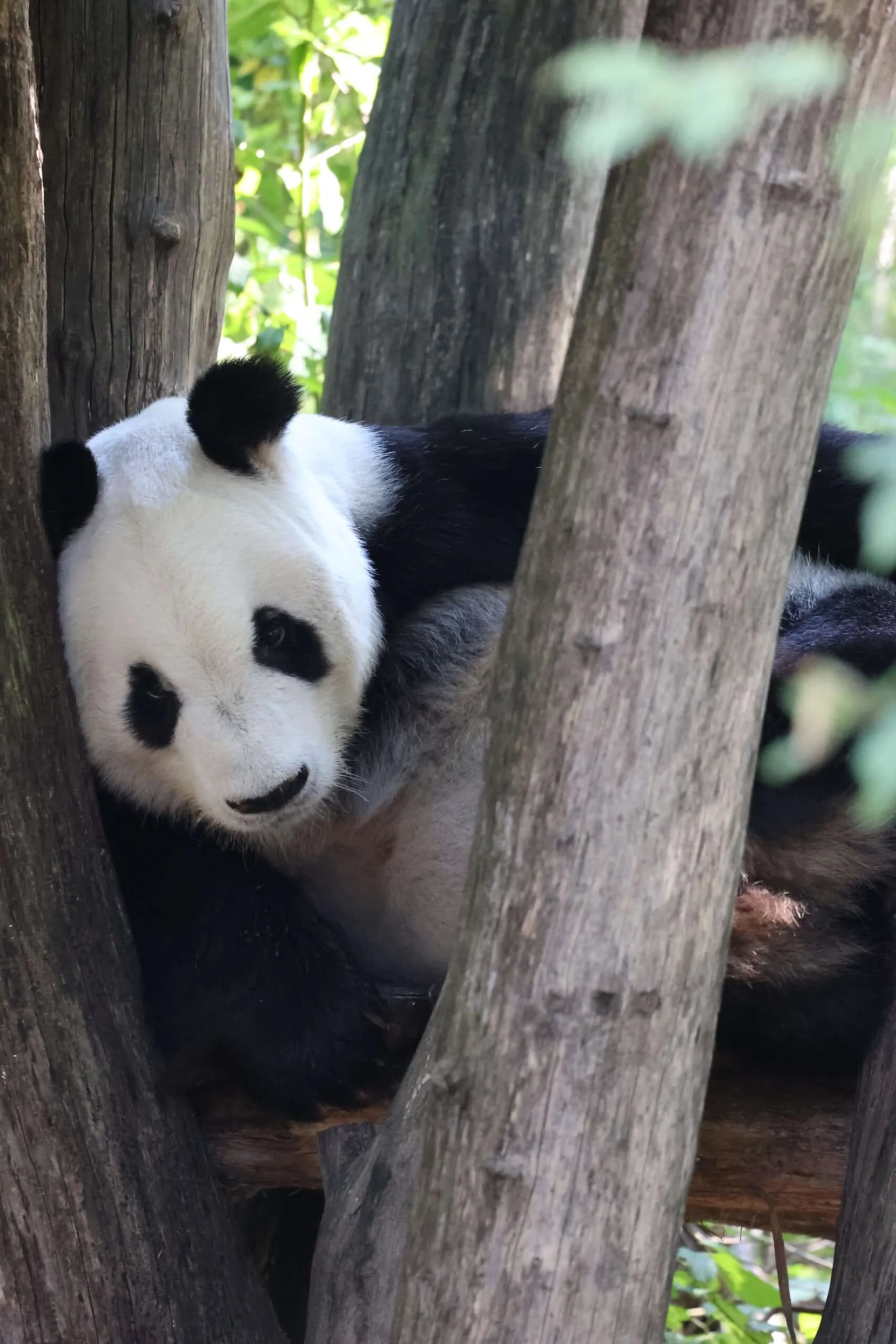 Tiergarten Schönbrunn