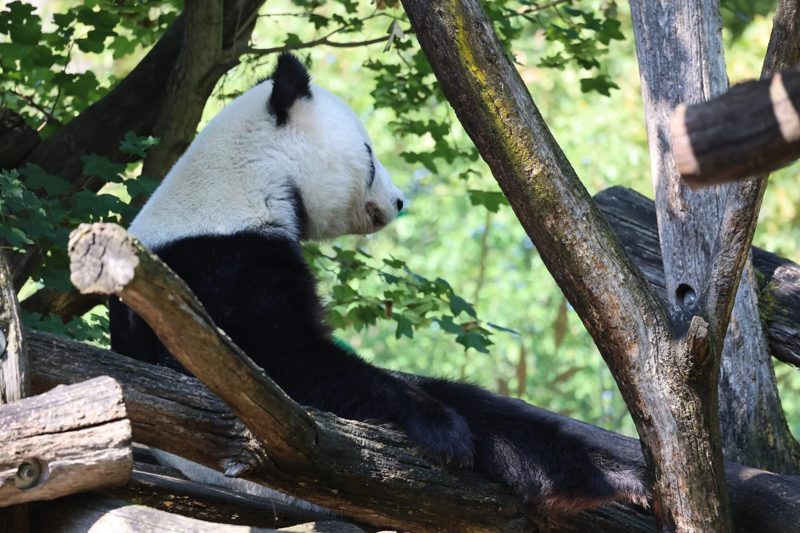 Tiergarten Schönbrunn