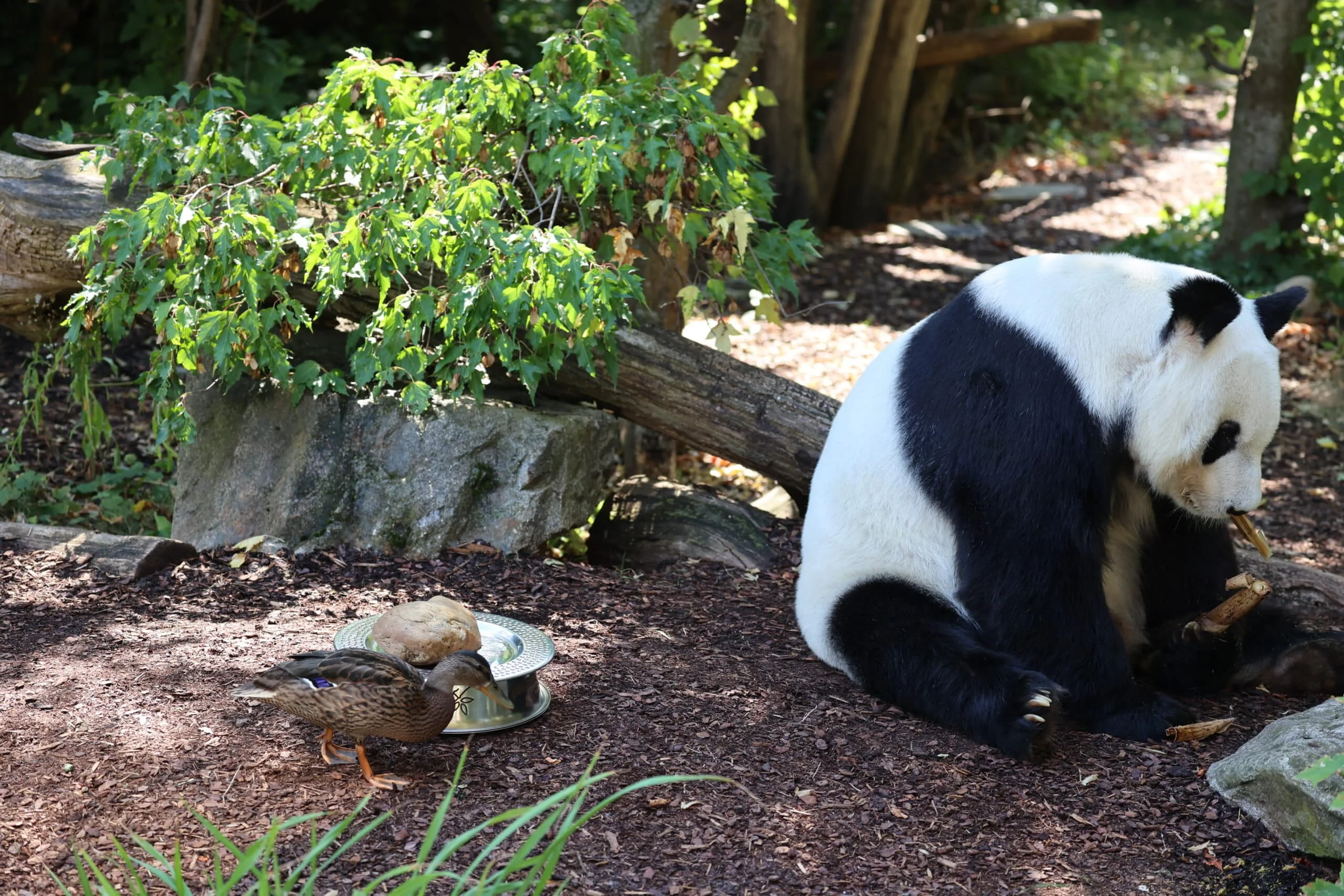 Tiergarten Schönbrunn