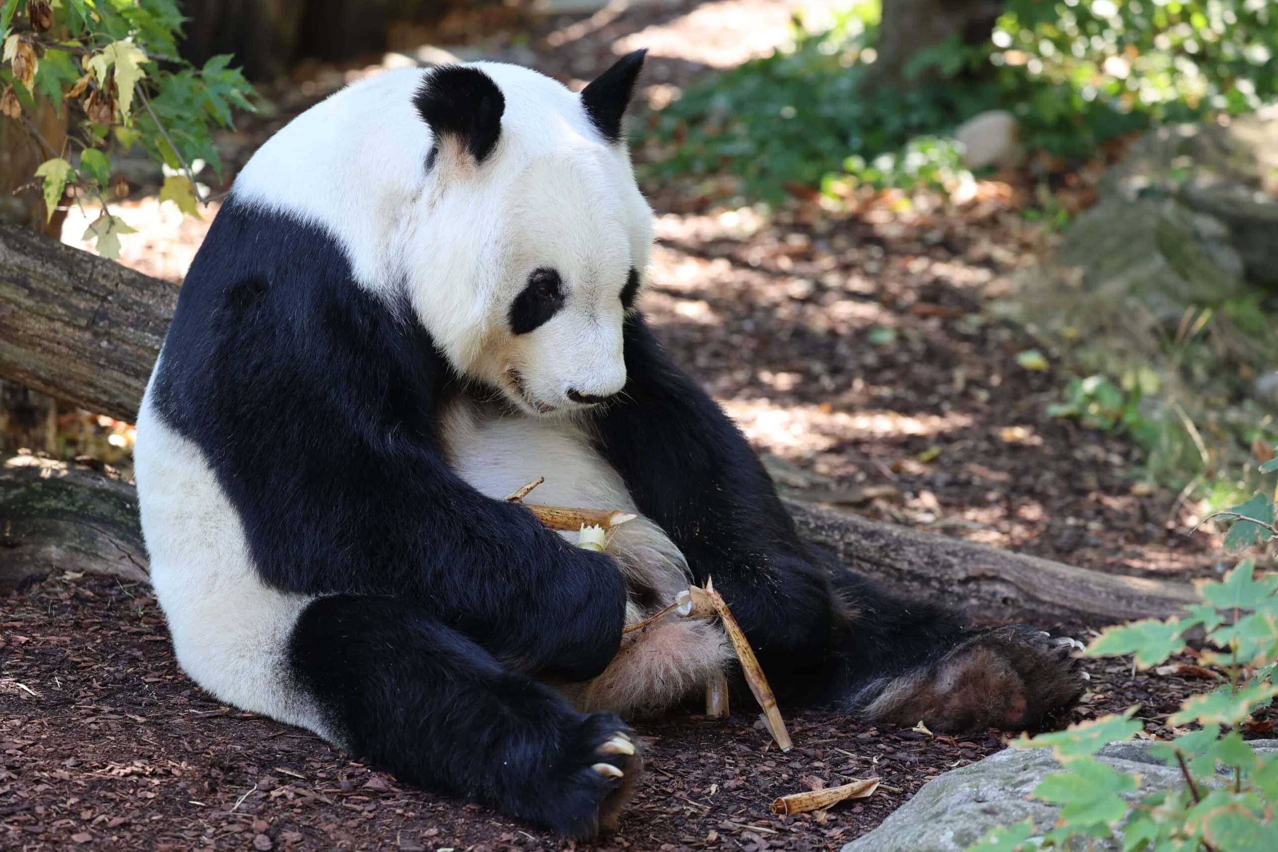 Tiergarten Schönbrunn
