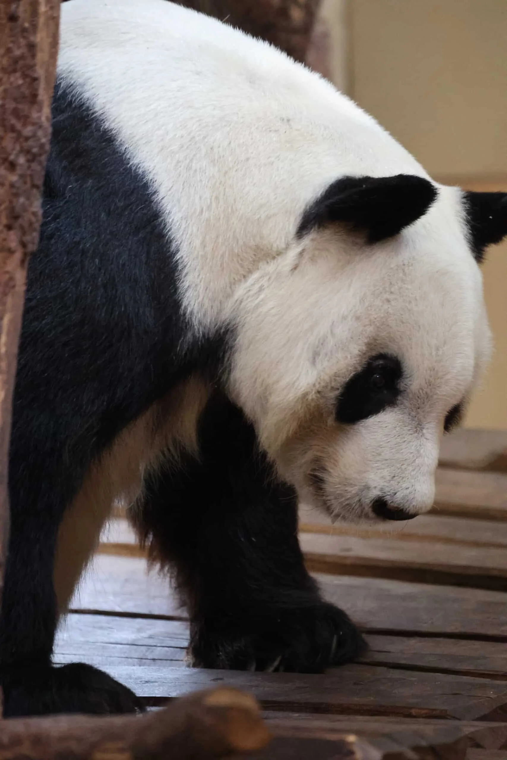 Tiergarten Schönbrunn
