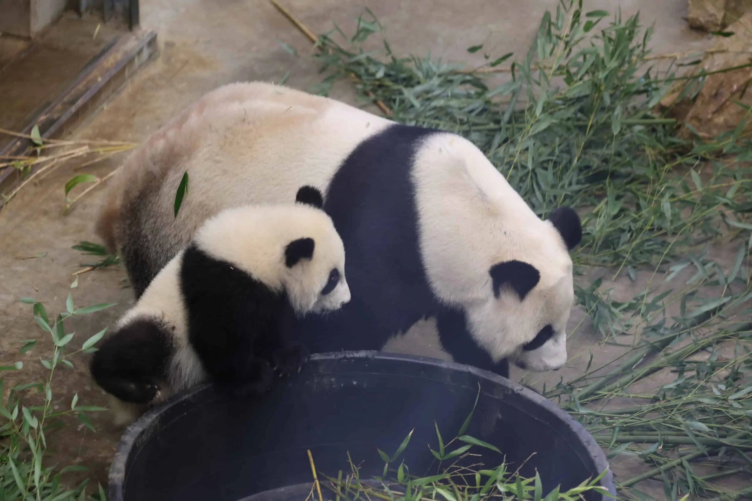 Ouwehands Dierenpark Rhenen