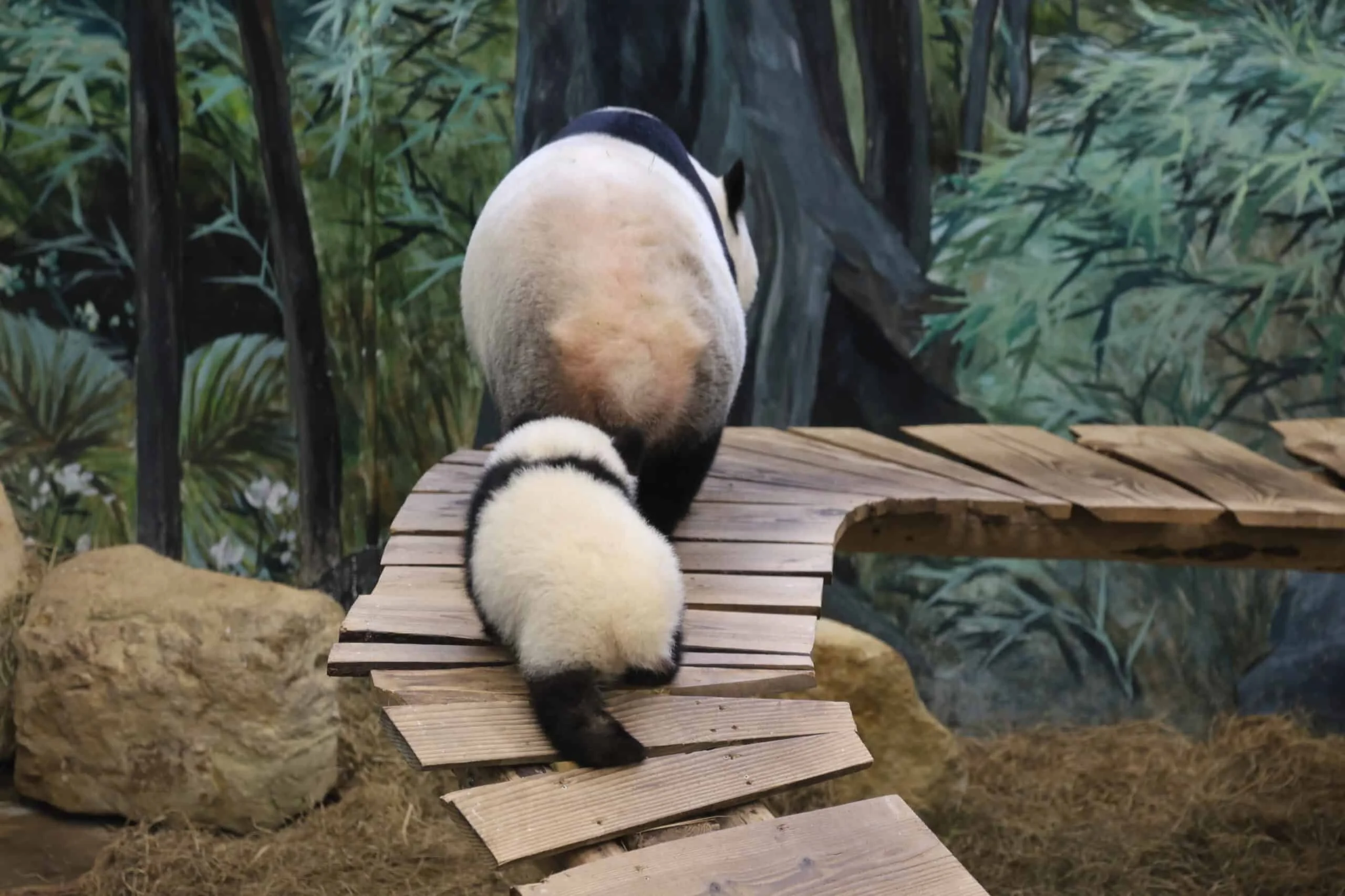 Ouwehands Dierenpark Rhenen