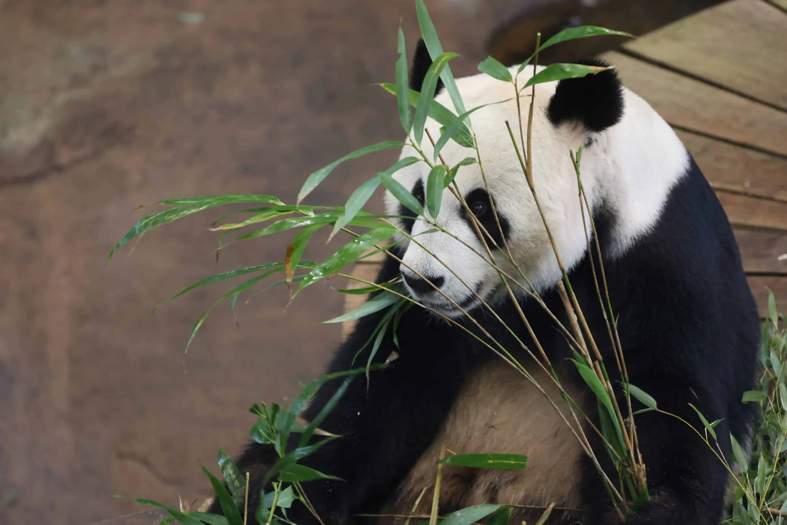 Ouwehands Dierenpark Rhenen