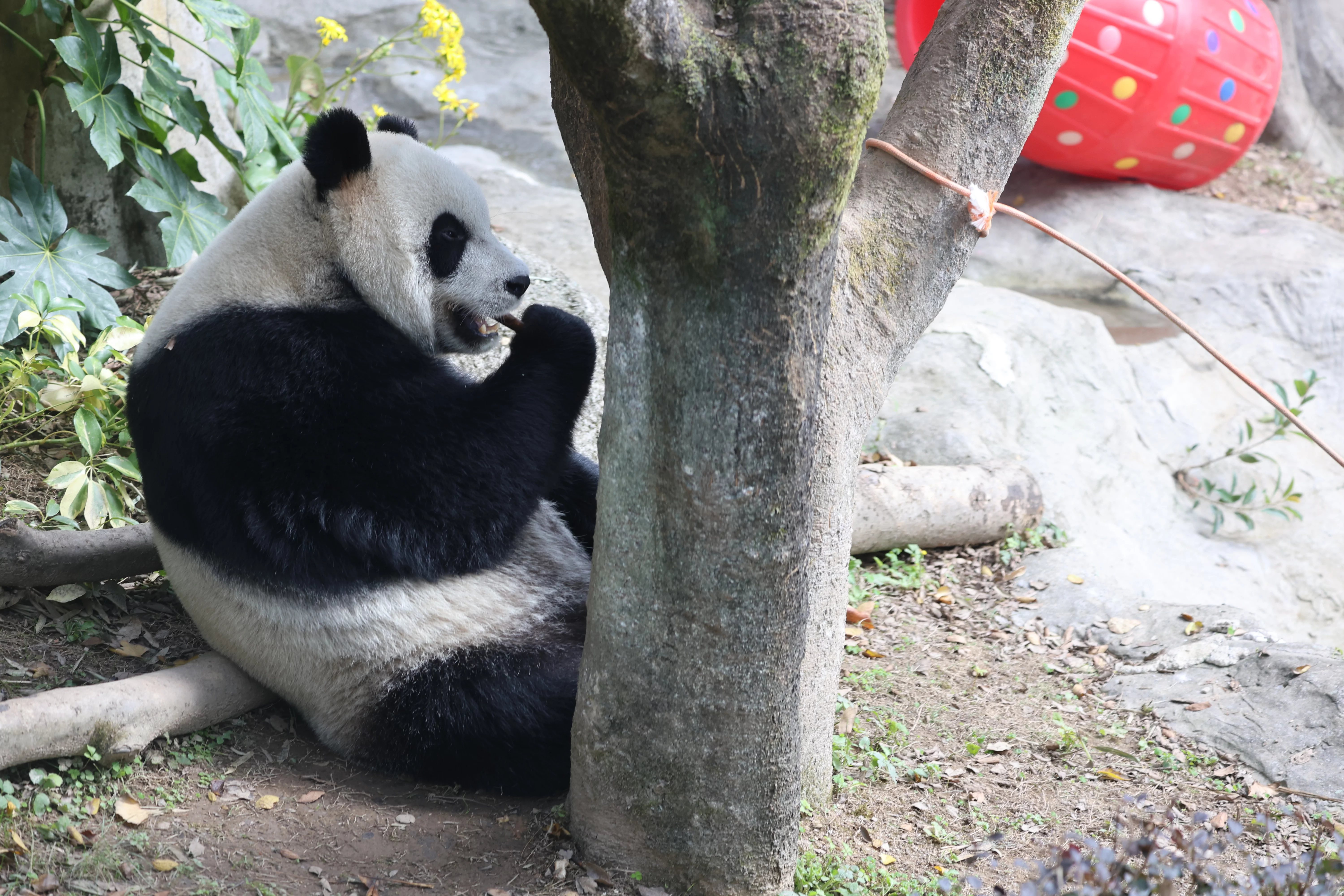 Wenzhou Zoo