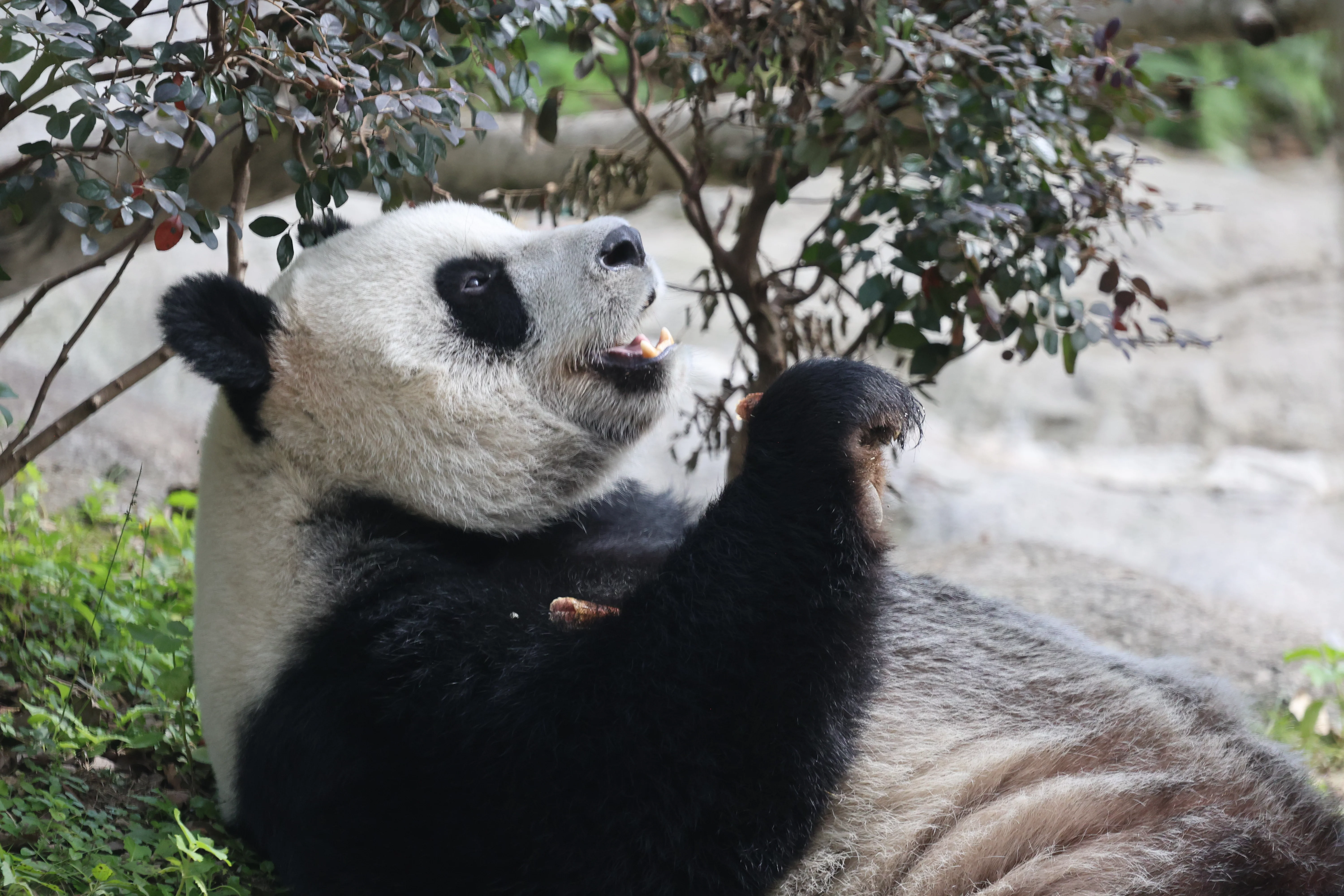 Wenzhou Zoo