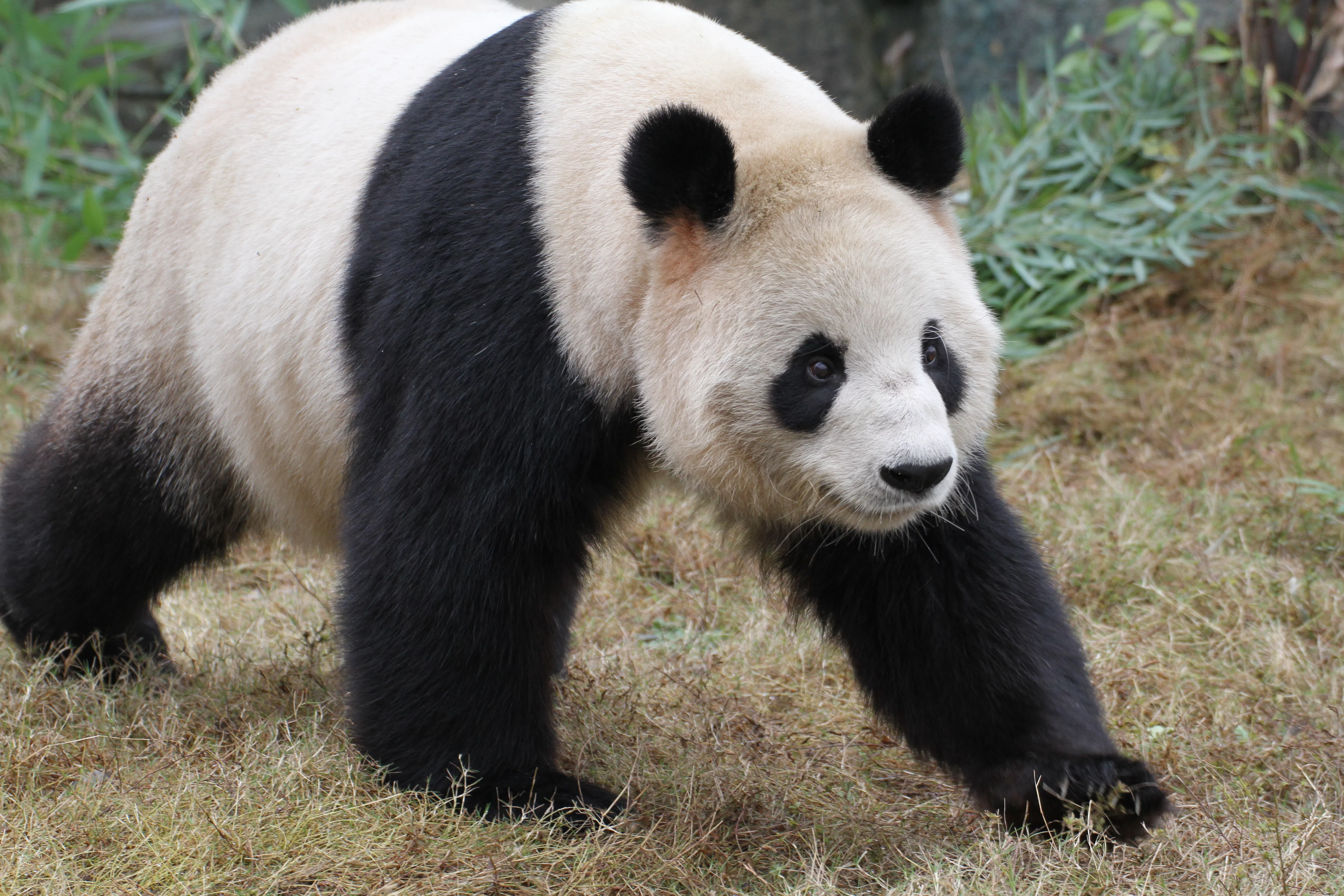 Hangzhou Safari Park