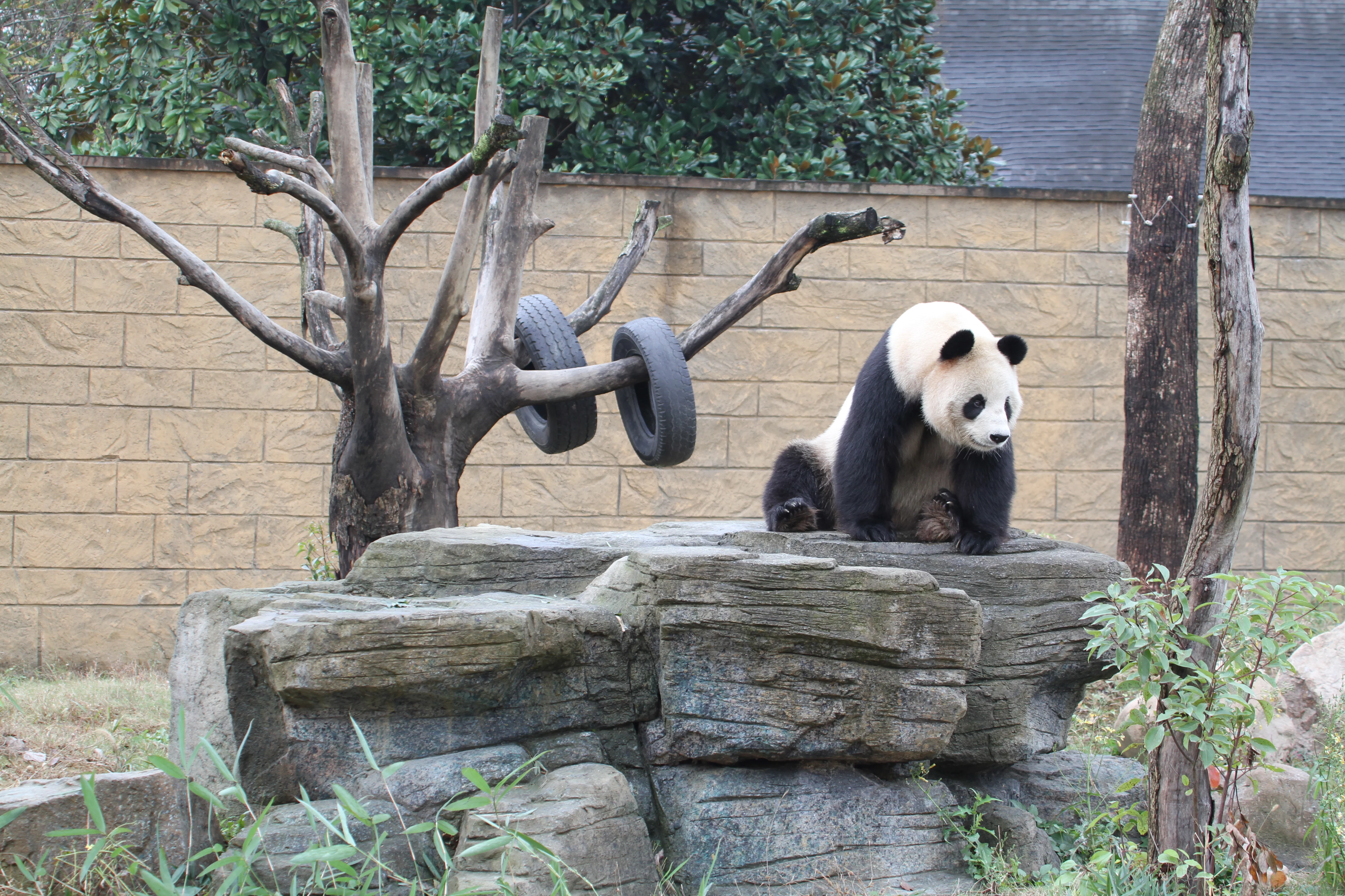 Hangzhou Safari Park