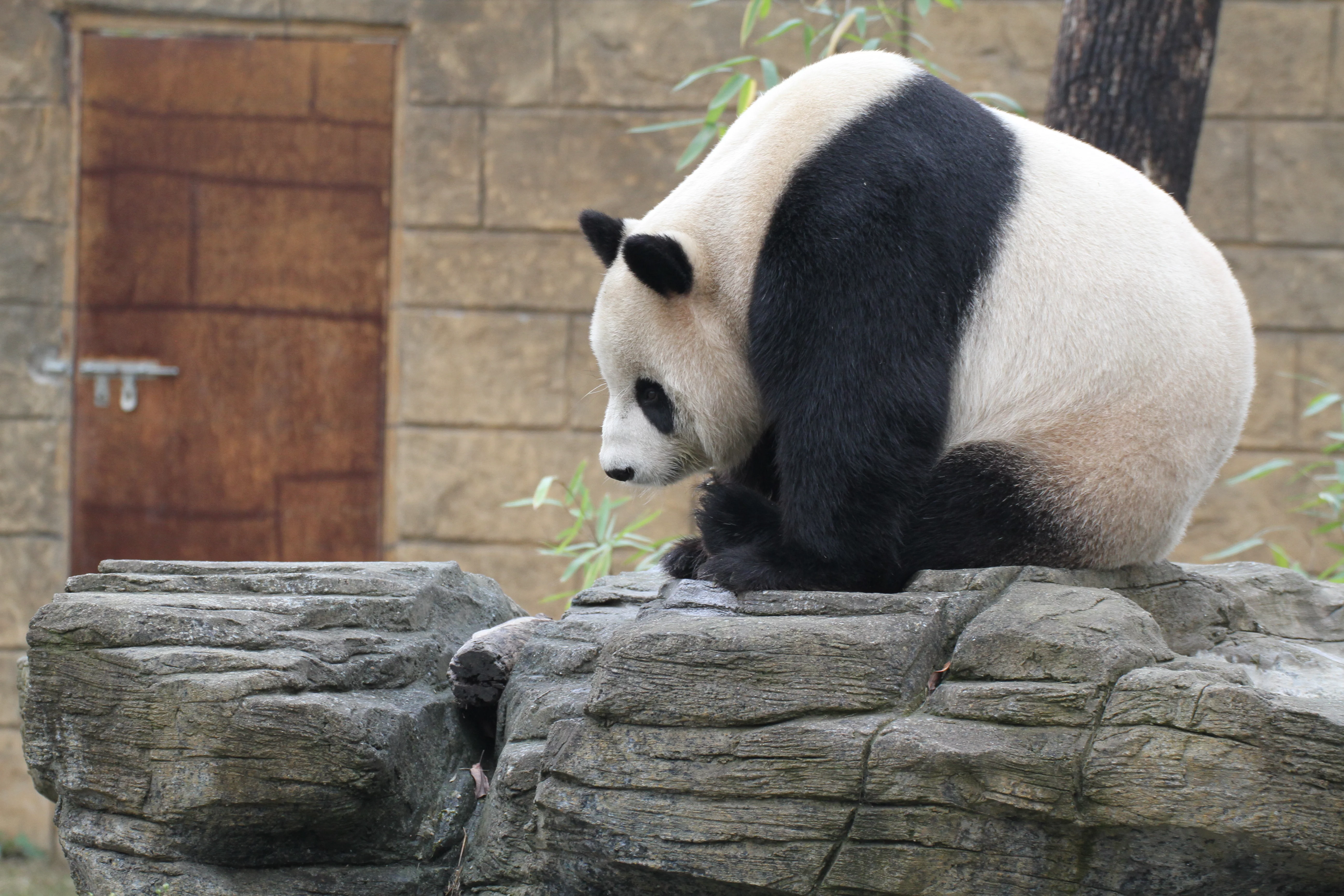 Hangzhou Safari Park
