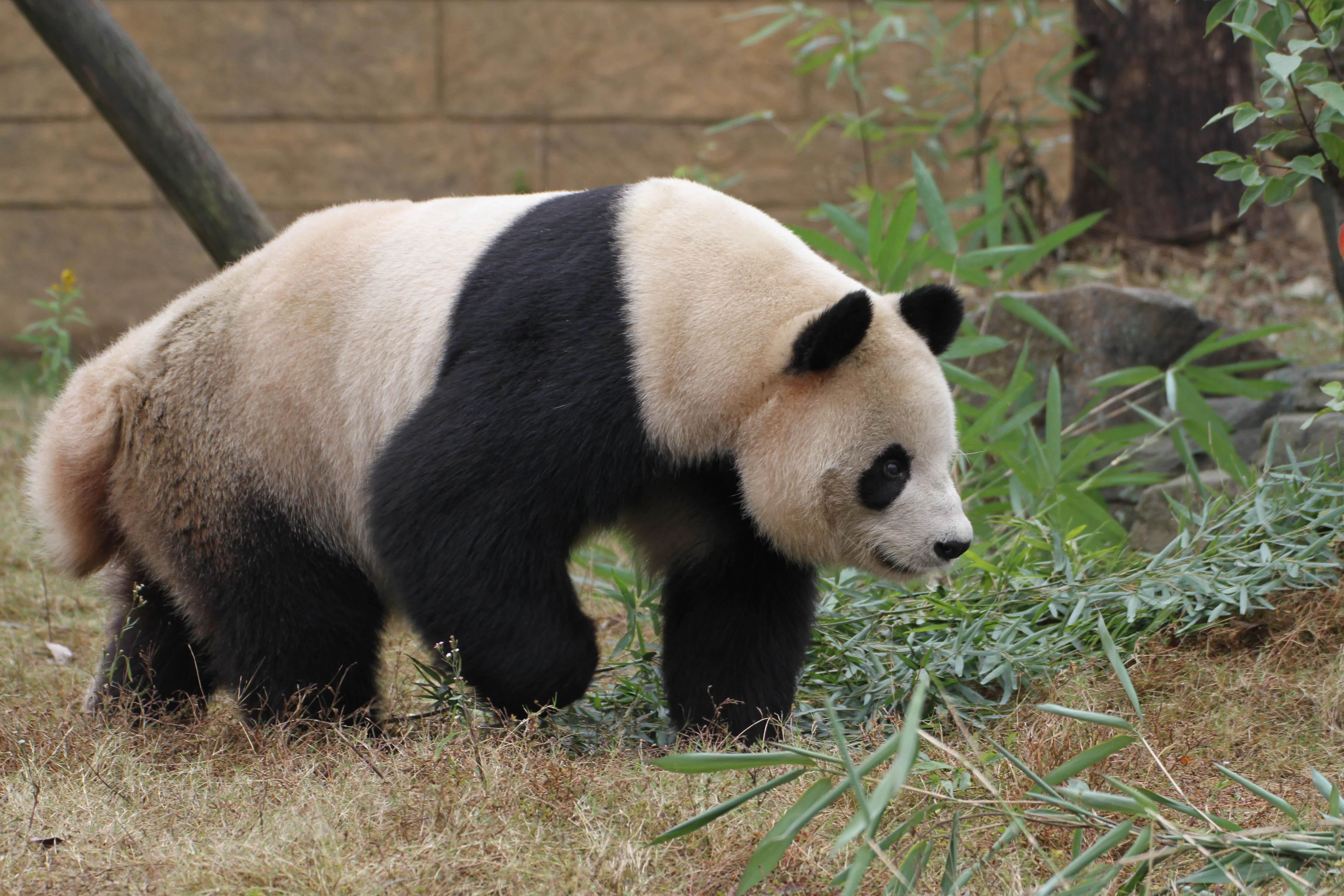 Hangzhou Safari Park