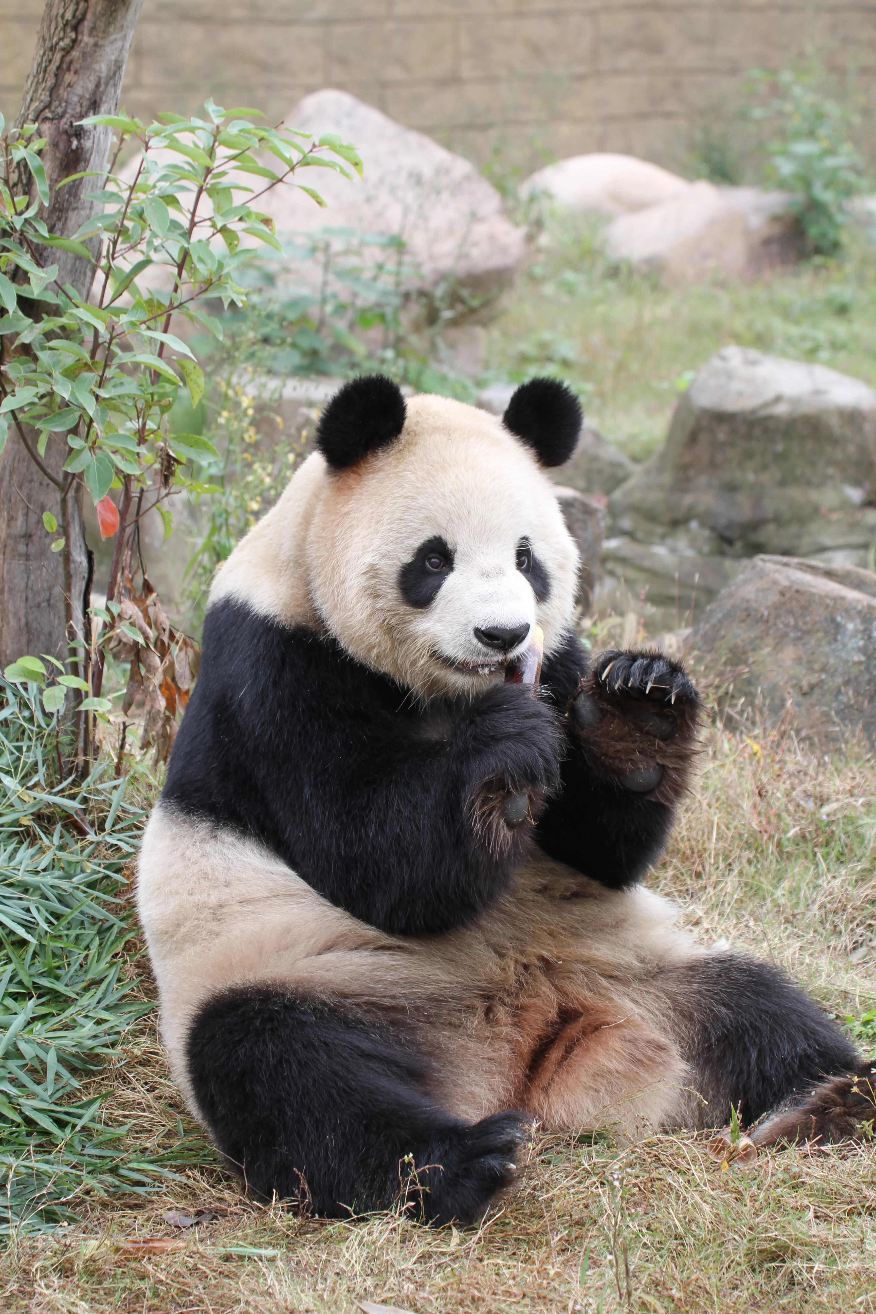 Hangzhou Safari Park