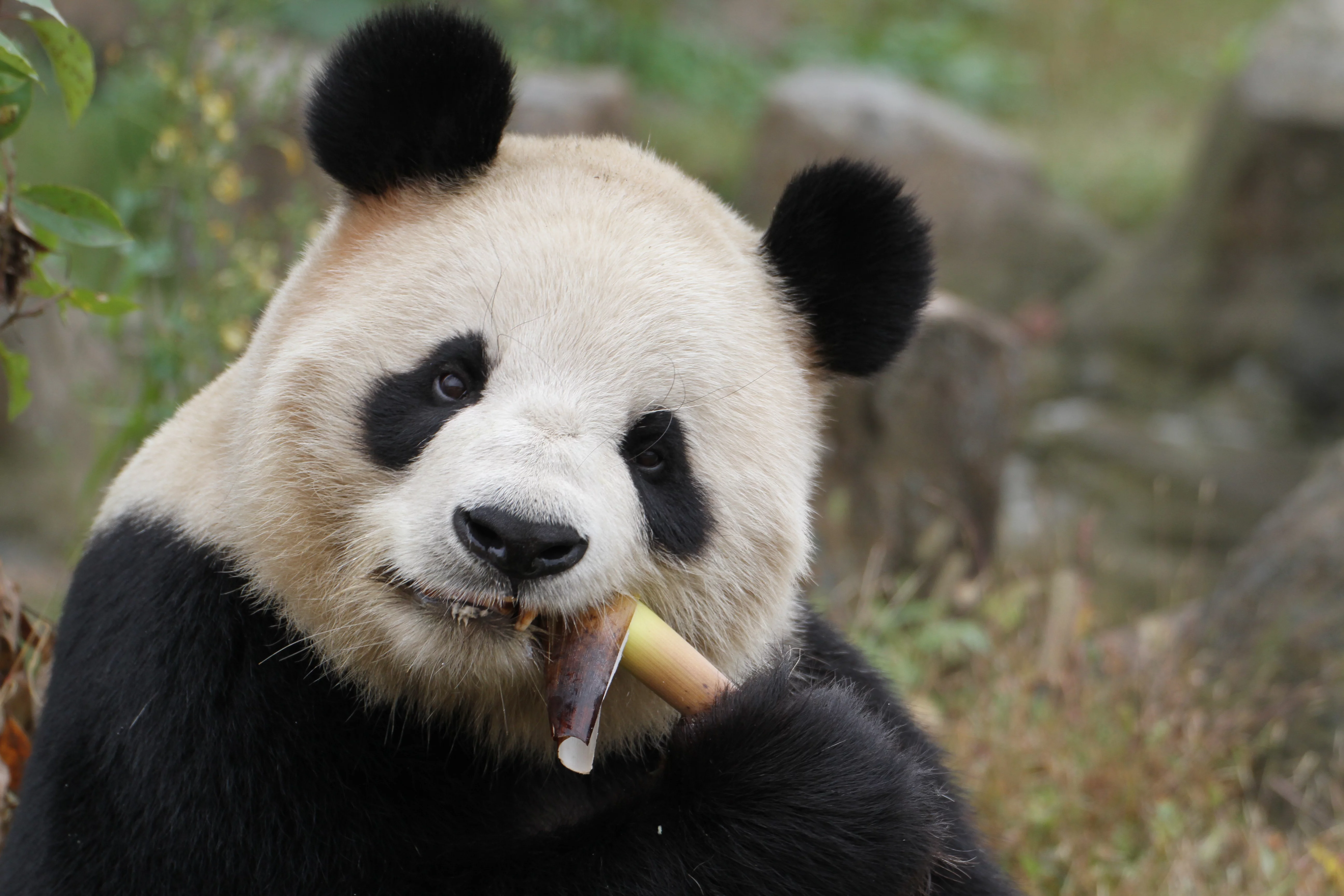 Hangzhou Safari Park