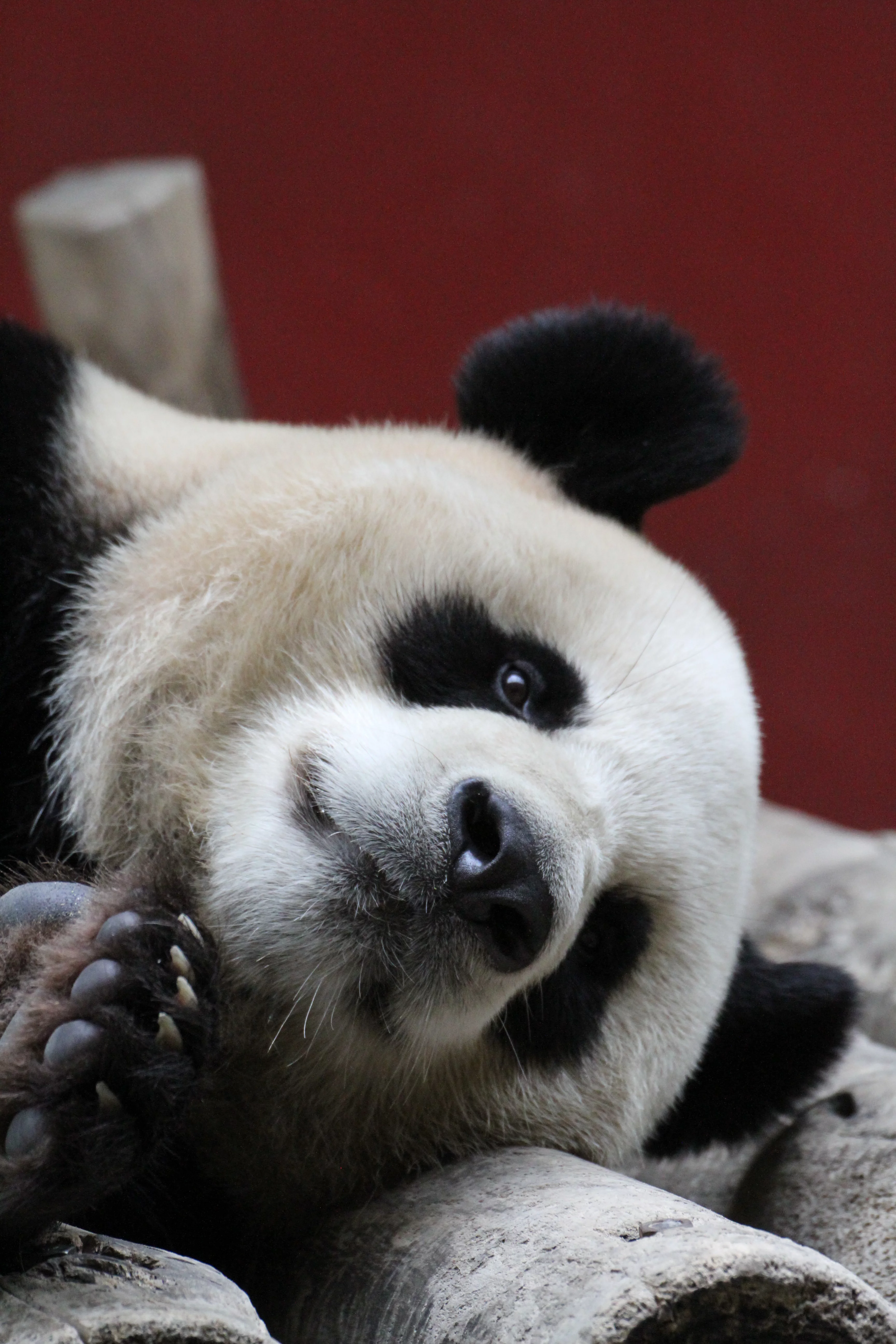 Hangzhou Safari Park