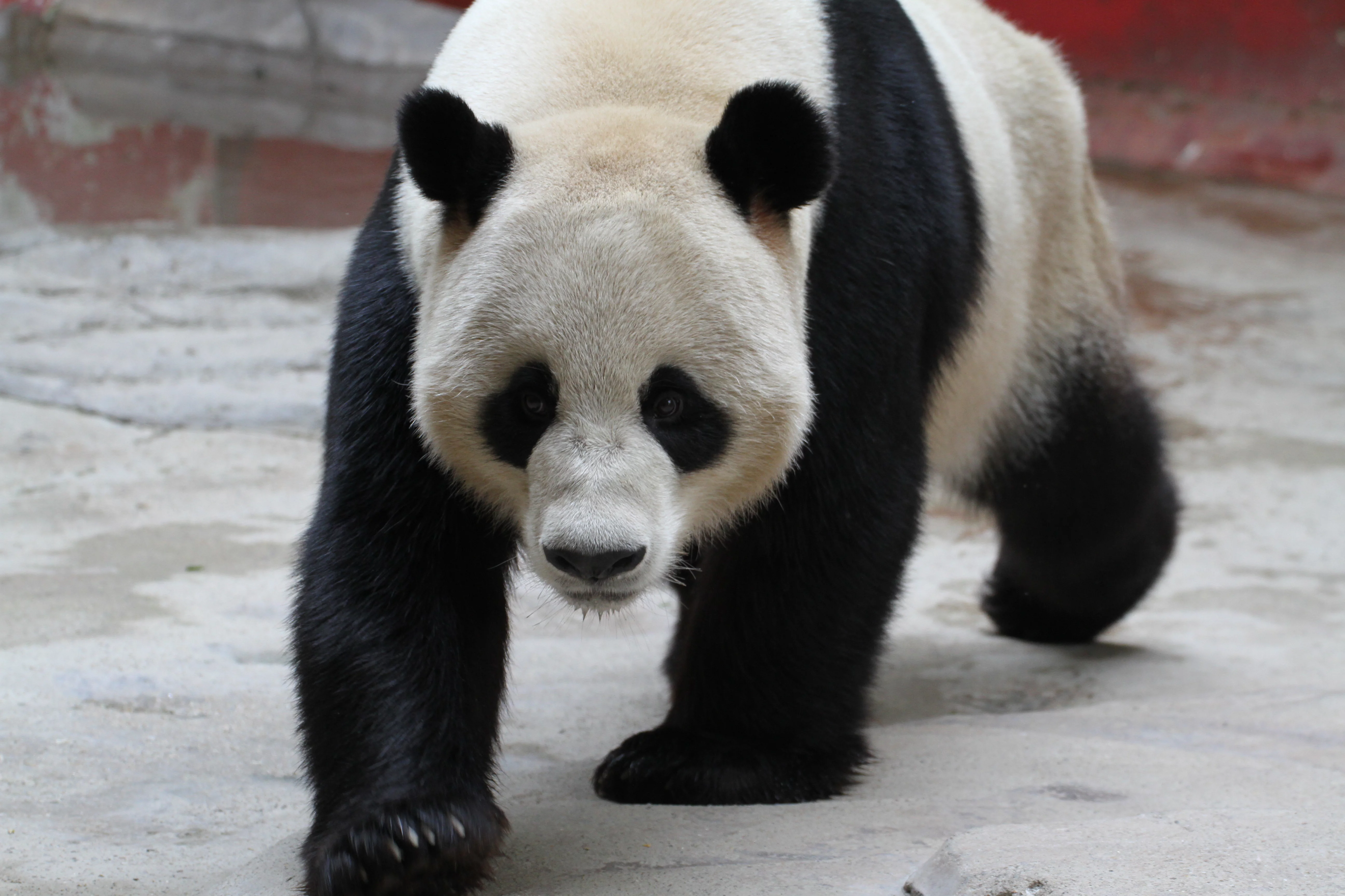 Hangzhou Safari Park