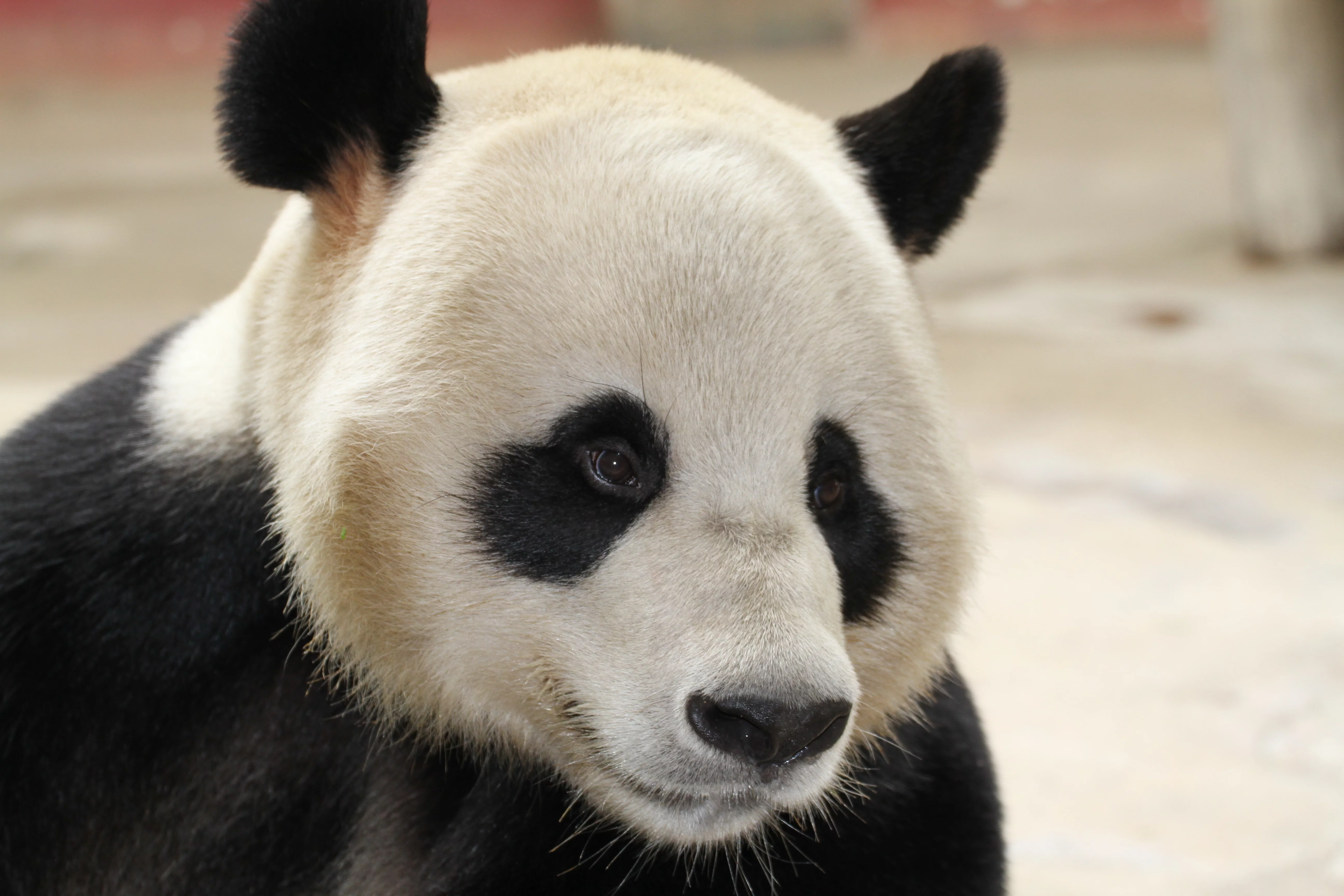 Hangzhou Safari Park