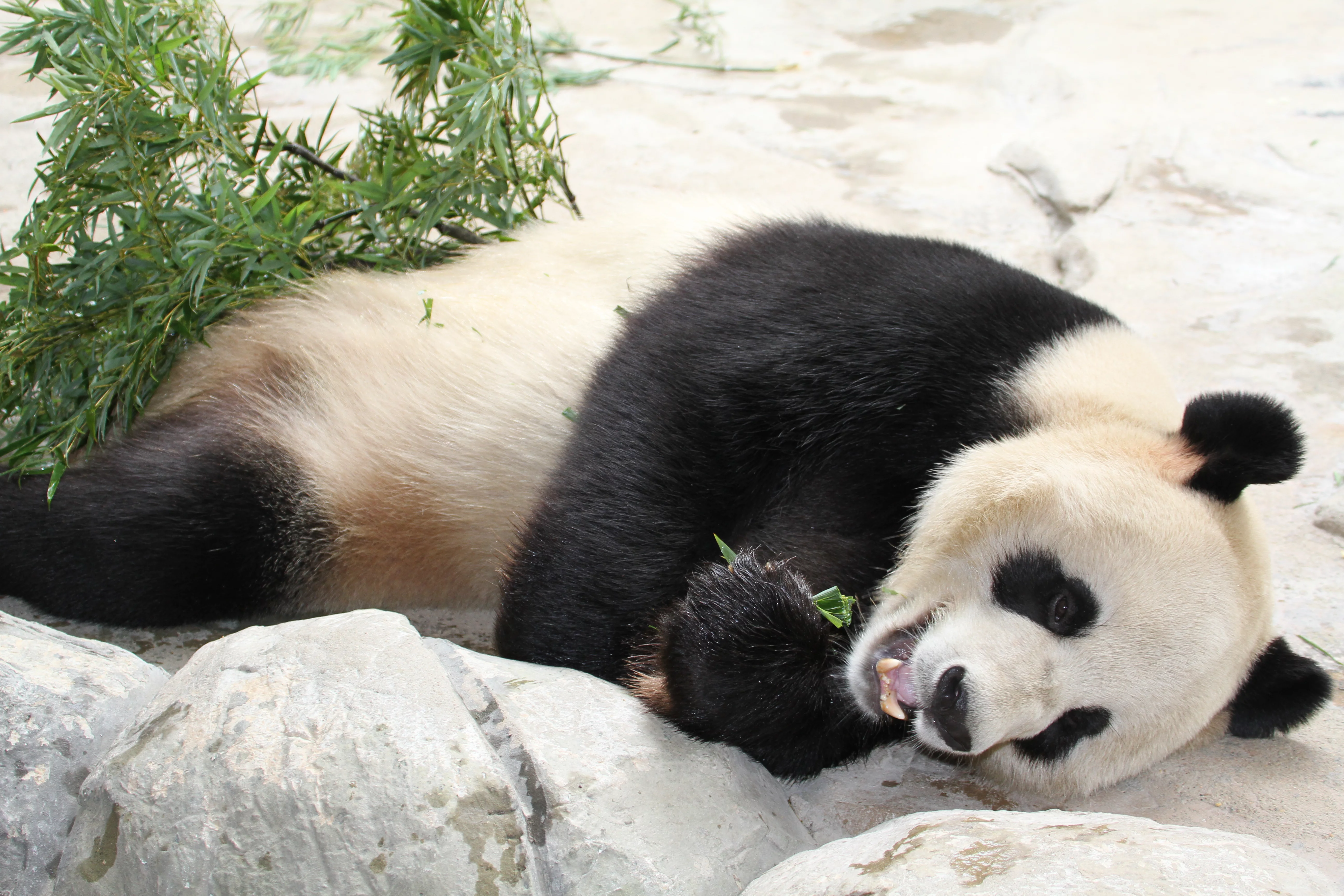 Hangzhou Safari Park