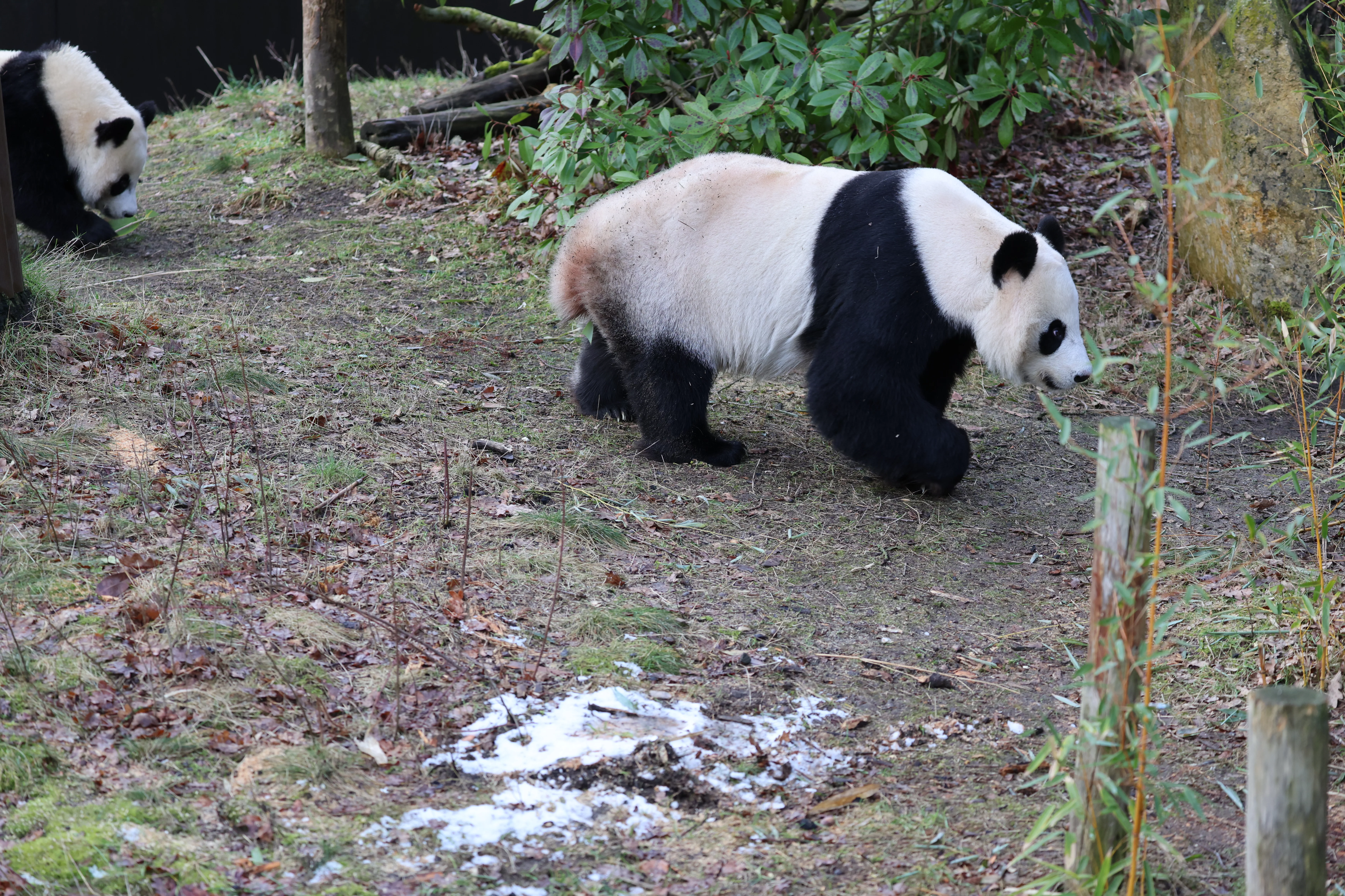 Ouwehands Dierenpark Rhenen