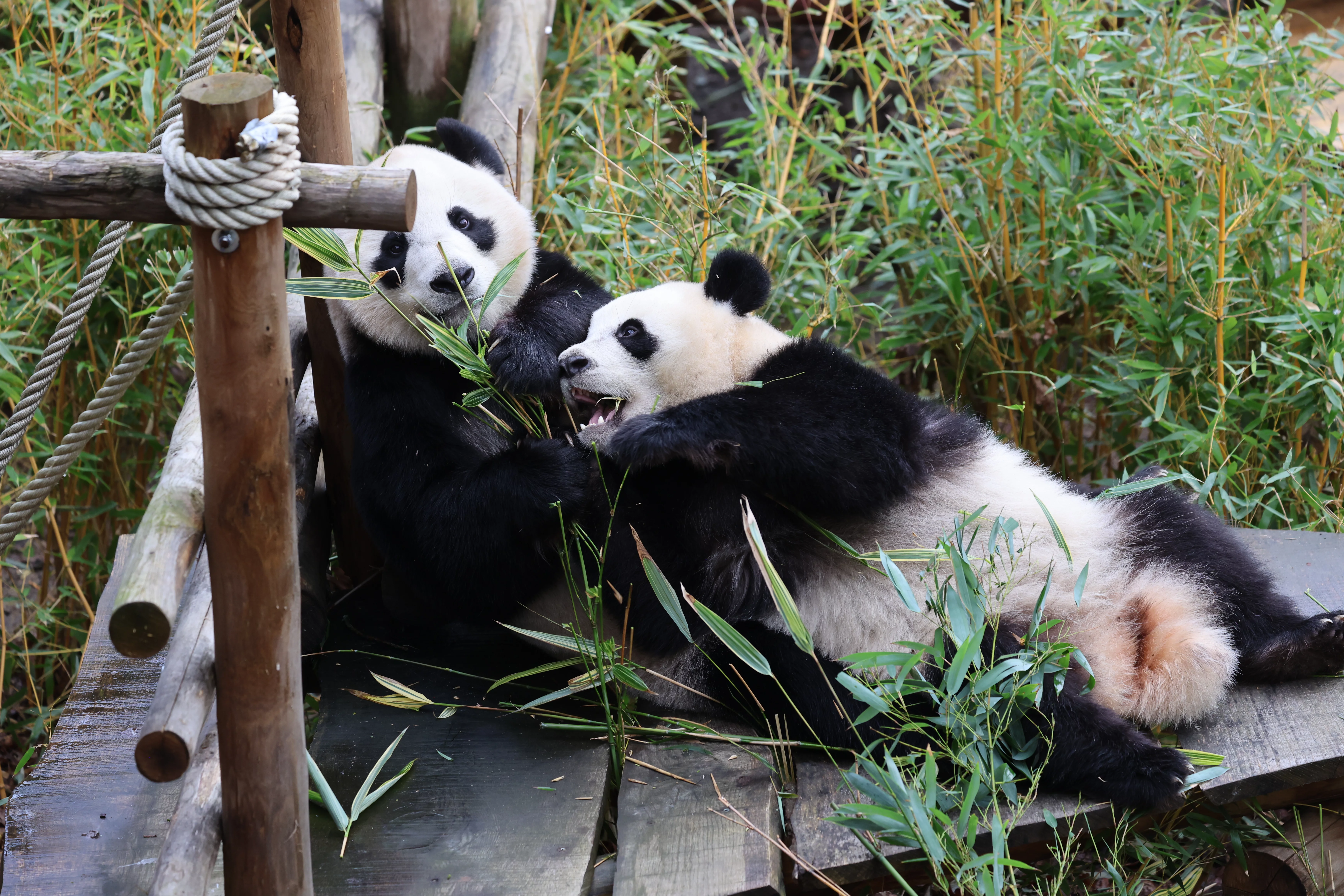 Ouwehands Dierenpark Rhenen