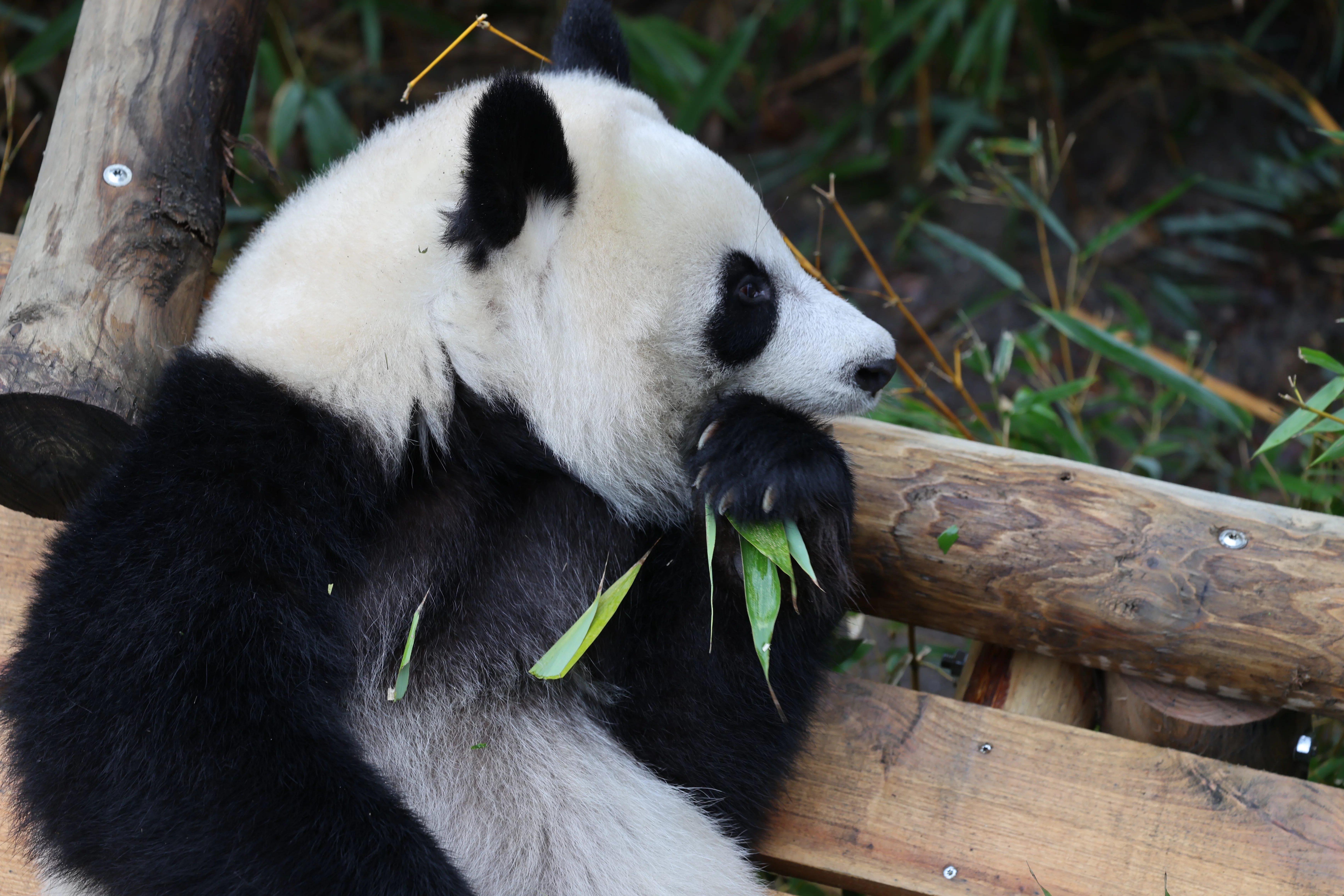 Ouwehands Dierenpark Rhenen