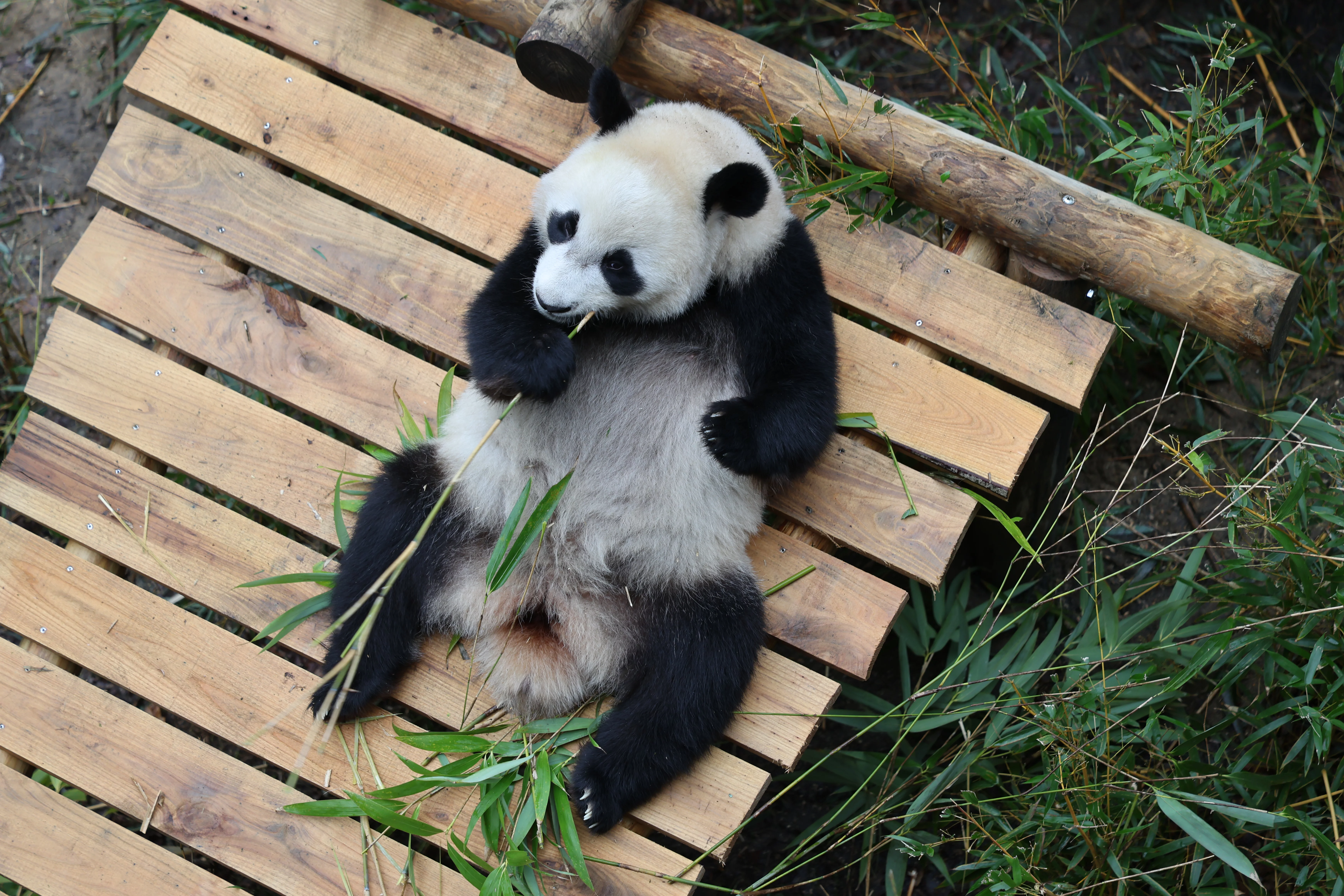 Ouwehands Dierenpark Rhenen