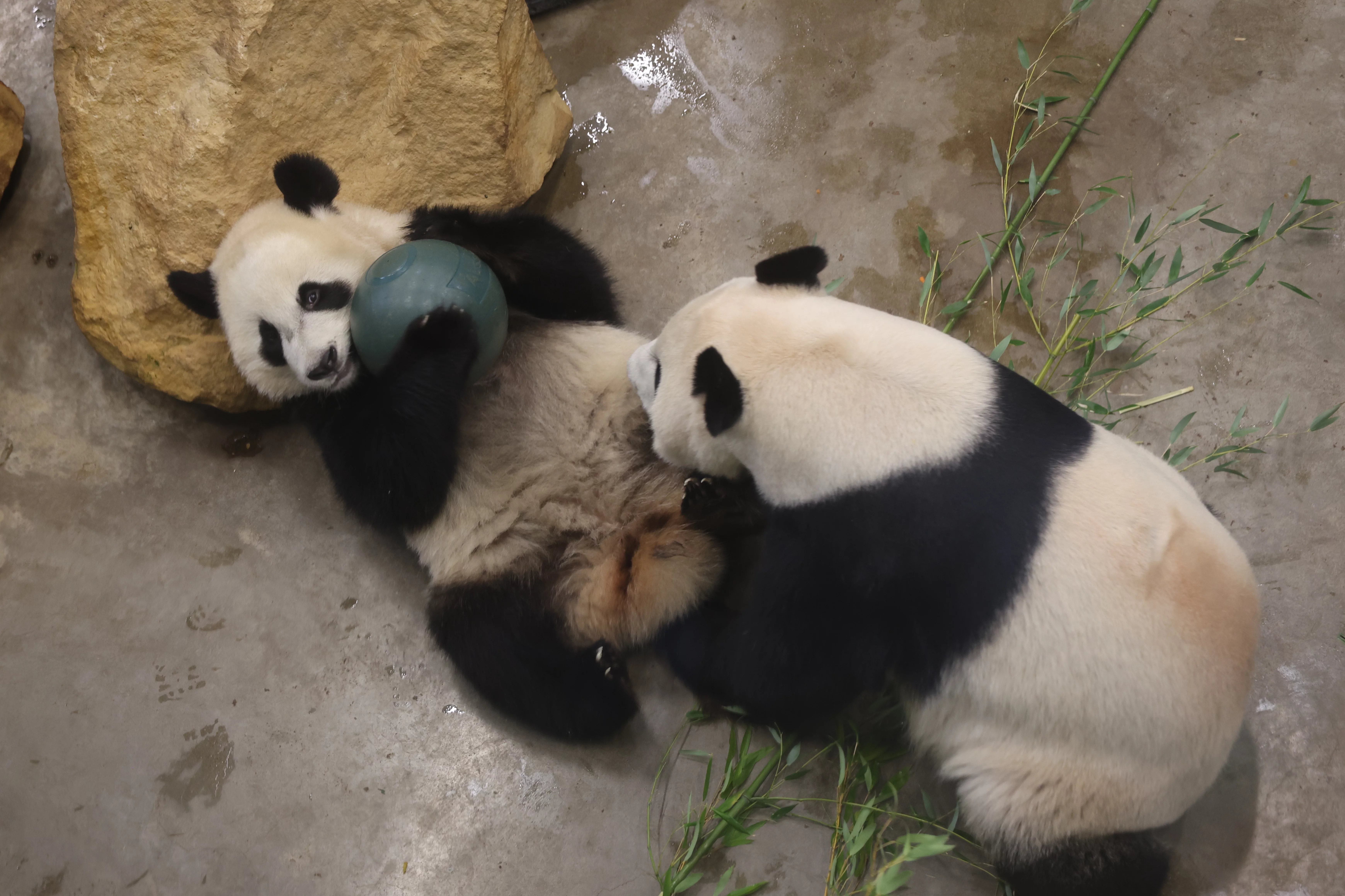 Ouwehands Dierenpark Rhenen