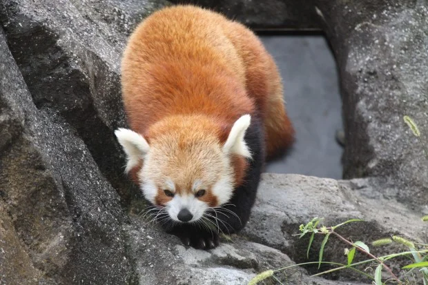 Red Panda research in DC &amp;amp; Chengdu
