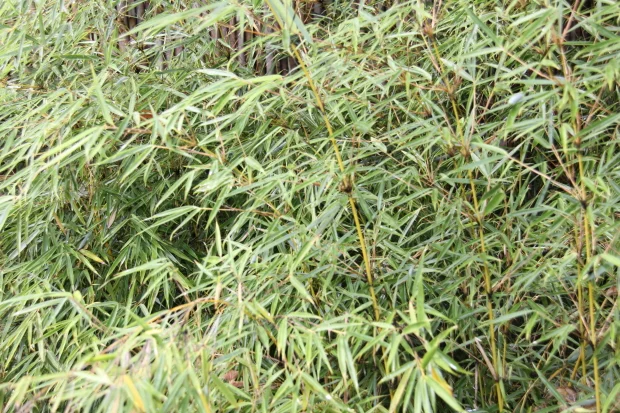 Bamboo Challenge Grant