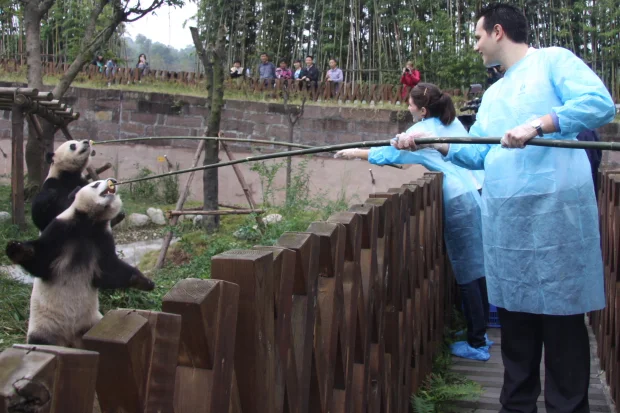 Becoming Panda Keepers