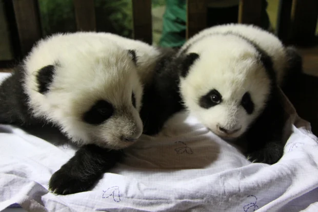 Madrid cubs named Po &amp; De De