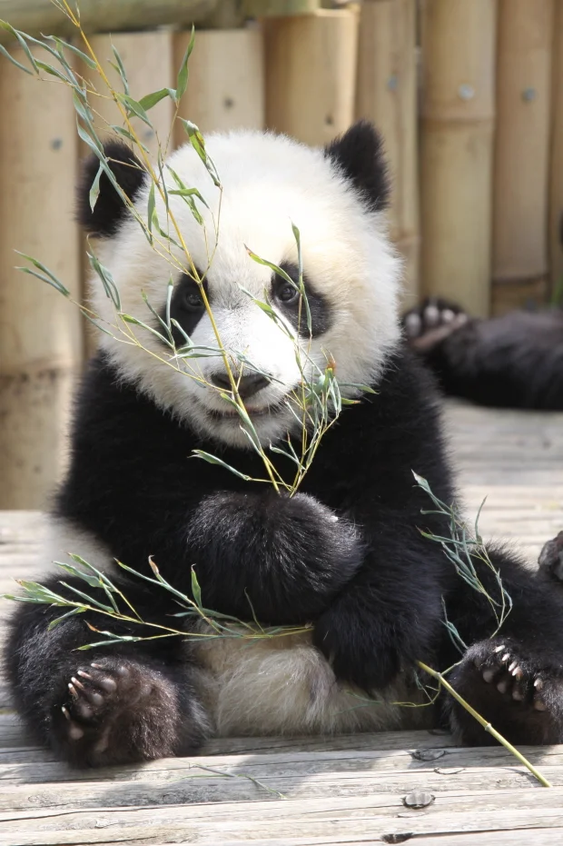 I won Zoo Madrid's Photo Contest