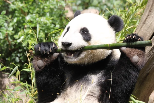 Wild Food vs. Zoo Food