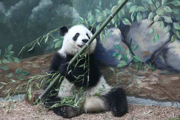 Xi Lan's third birthday
