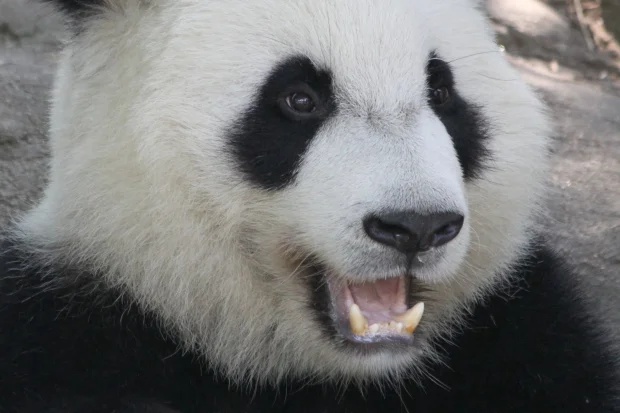 Yes, Xi Lan is really a male