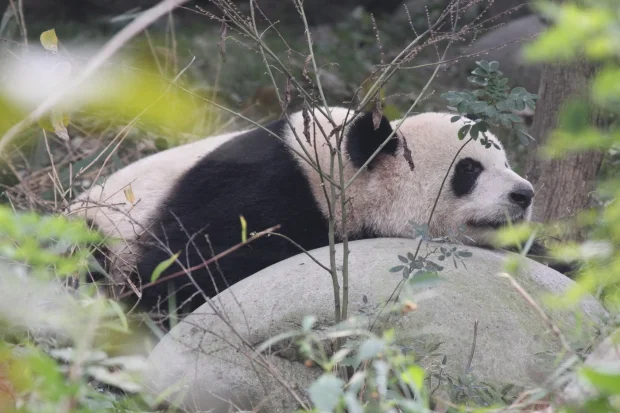 CRBGPB: Qing Zai, Wu Yi &amp;amp; Qing He