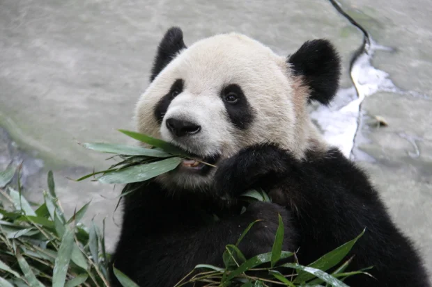 Toronto Zoo to receive a breeding pair of giant pandas in 2013