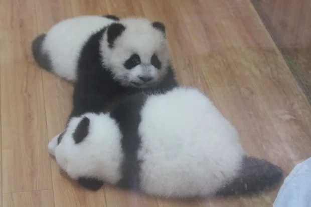CCRCGP named it's 2012 panda cubs
