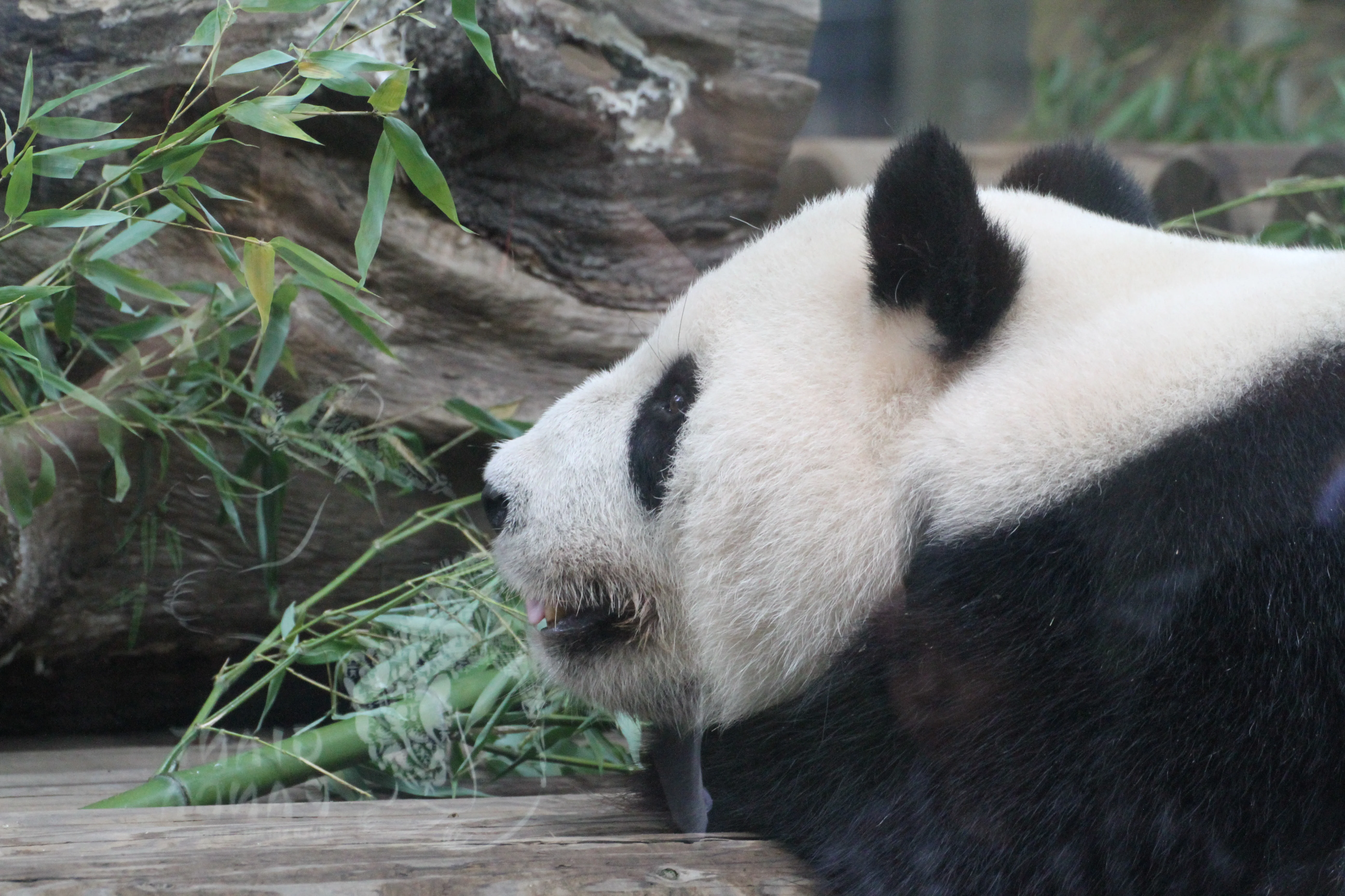 Ueno Zoo Giant Panda Breeding Season 2016