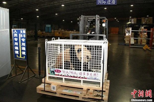 Ai Bang &amp;amp; Ming Bang moved from Wakayama to Chengdu