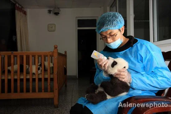 Chengdu Panda Cubs receive health checkup