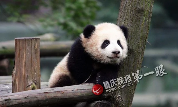Chongqing panda cub named San Shun