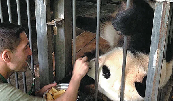 Training Pandas