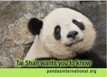 Pandas International's Ad of a lifetime