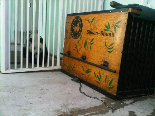 Shuan Shuan's last day on exhibit at Guadalajara Zoo