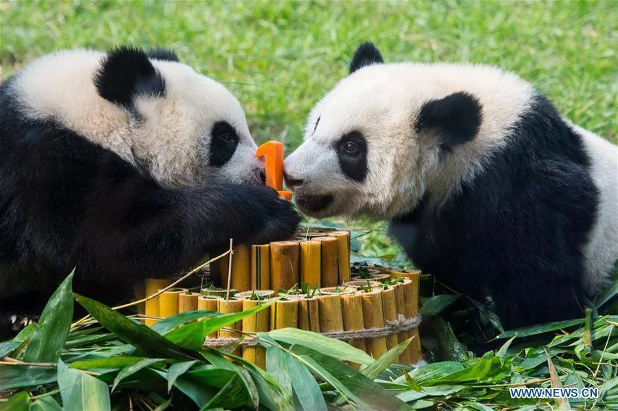 Panda cubs celebrate first birthday