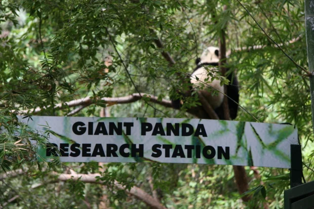 San Diego Zoo's pandas didn't notice the burning gift shop