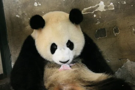 Fu Wa gives birth at Chengdu Panda Base