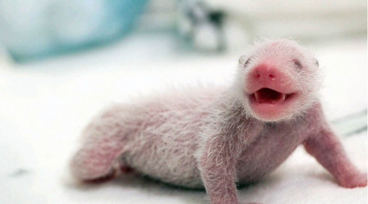 Macau’s born panda cubs get infant names
