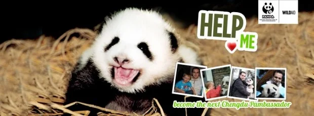 Pambassador 2012: I joined PandaQuest