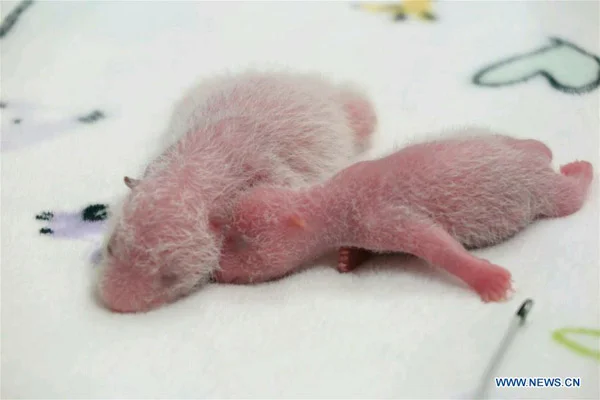 Macao's one-week-old panda twin cubs "in good health"