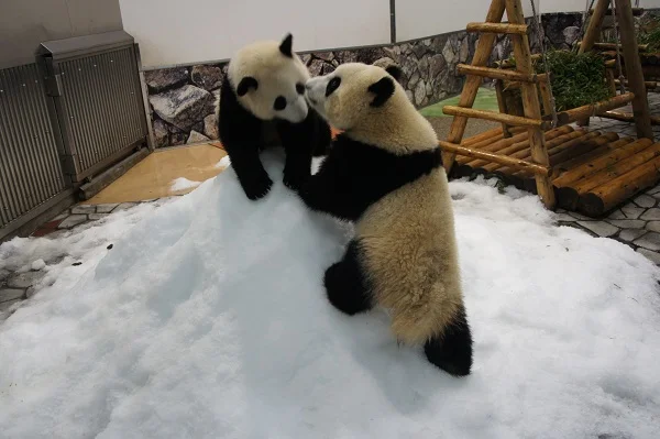 Kai Hin &amp;amp; You Hin's Snow Time